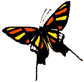 Foerderverein_Schmetterling